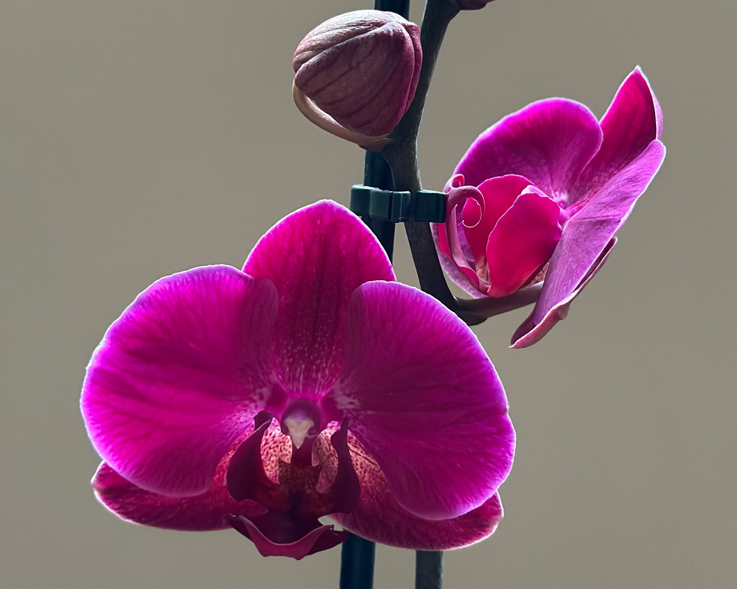 Orquídea Grande Chelsion