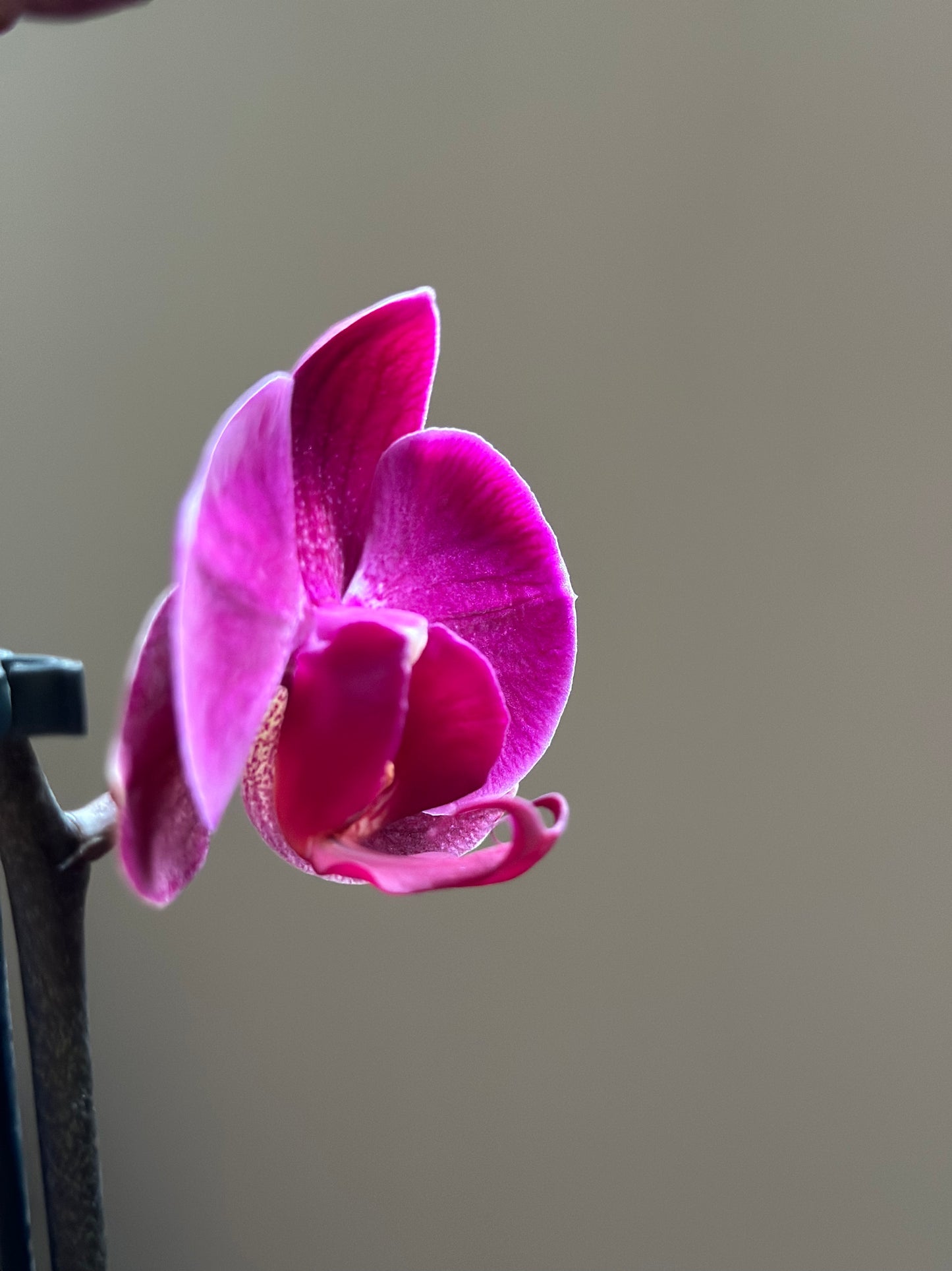 Orquídea Grande Chelsion