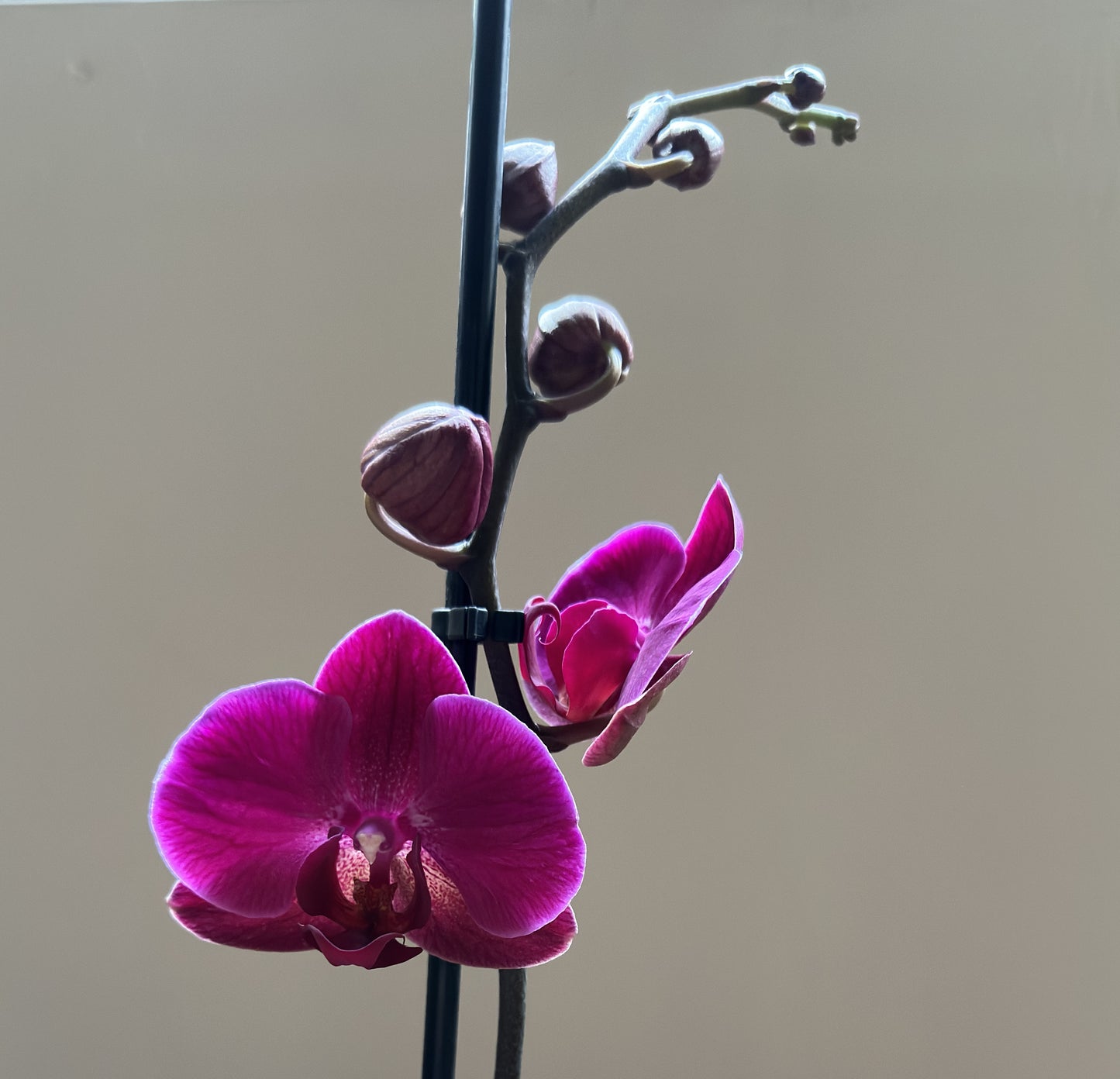 Orquídea Grande Chelsion