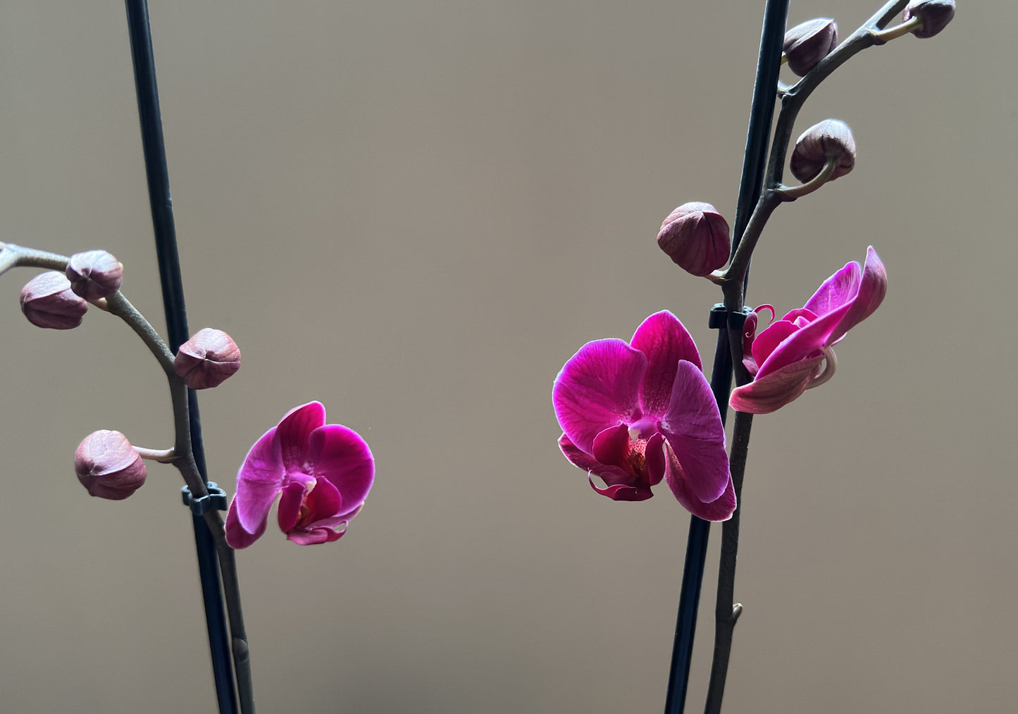 Orquídea Grande Chelsion