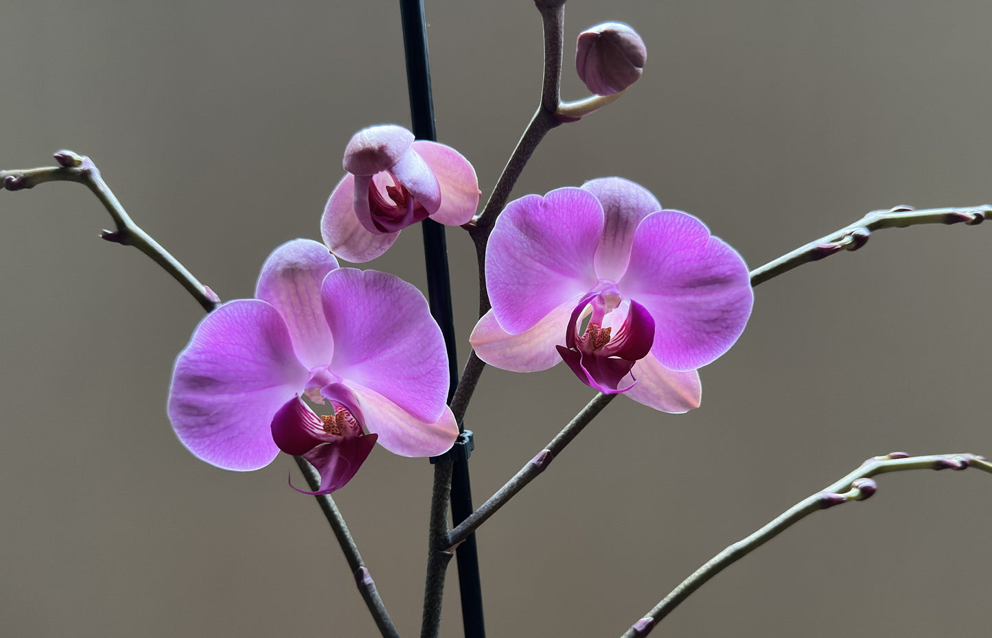 Orquídea Grande Orinoco