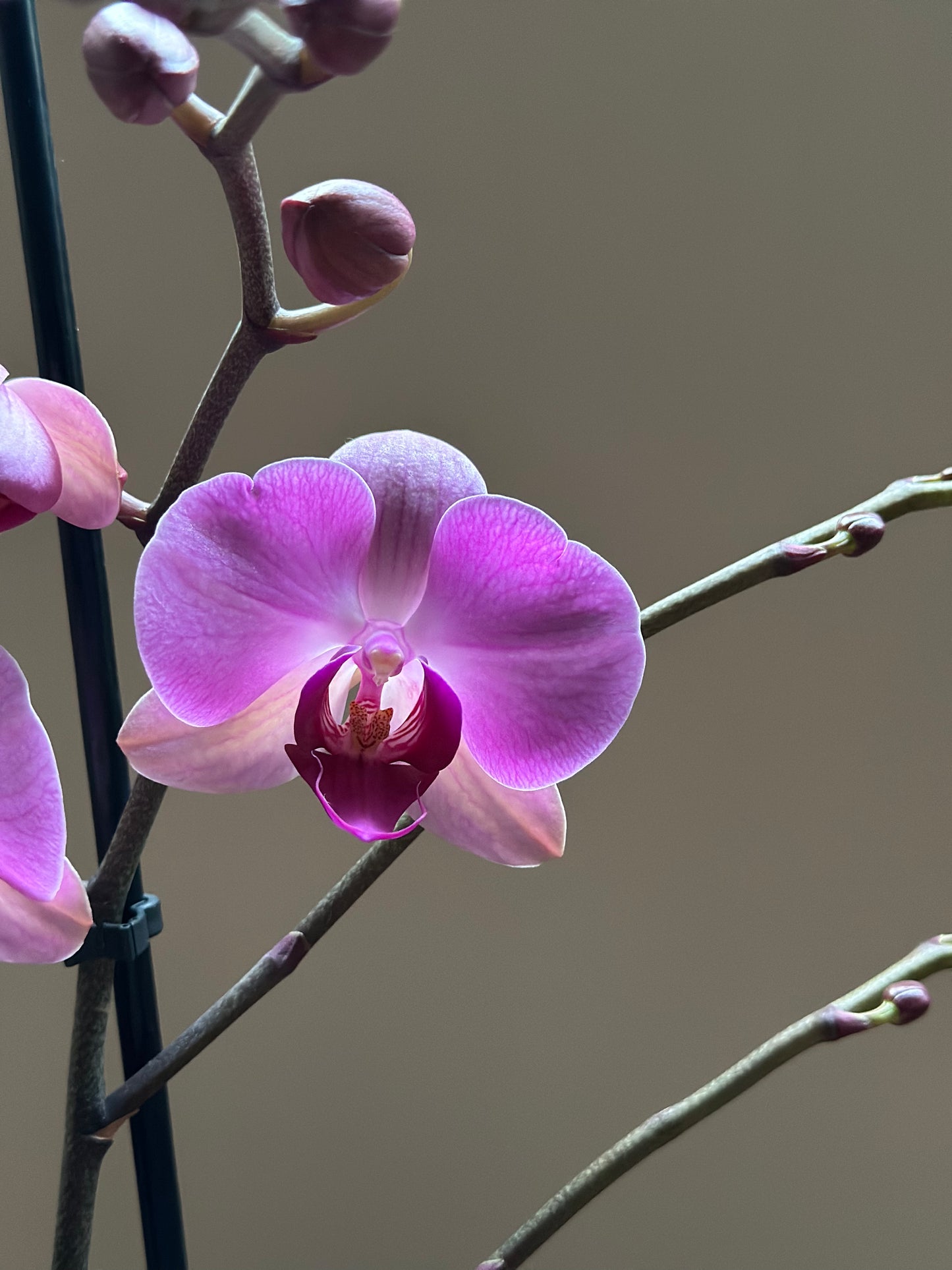 Orquídea Grande Orinoco