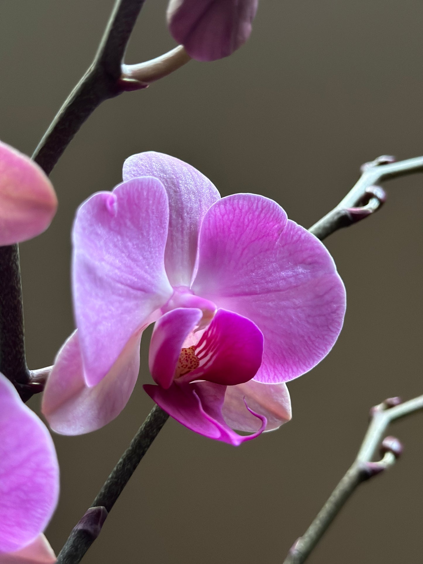 Orquídea Grande Orinoco