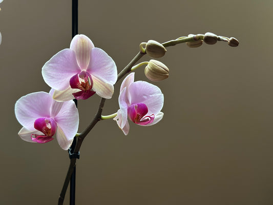 Orquídea Grande Cushion