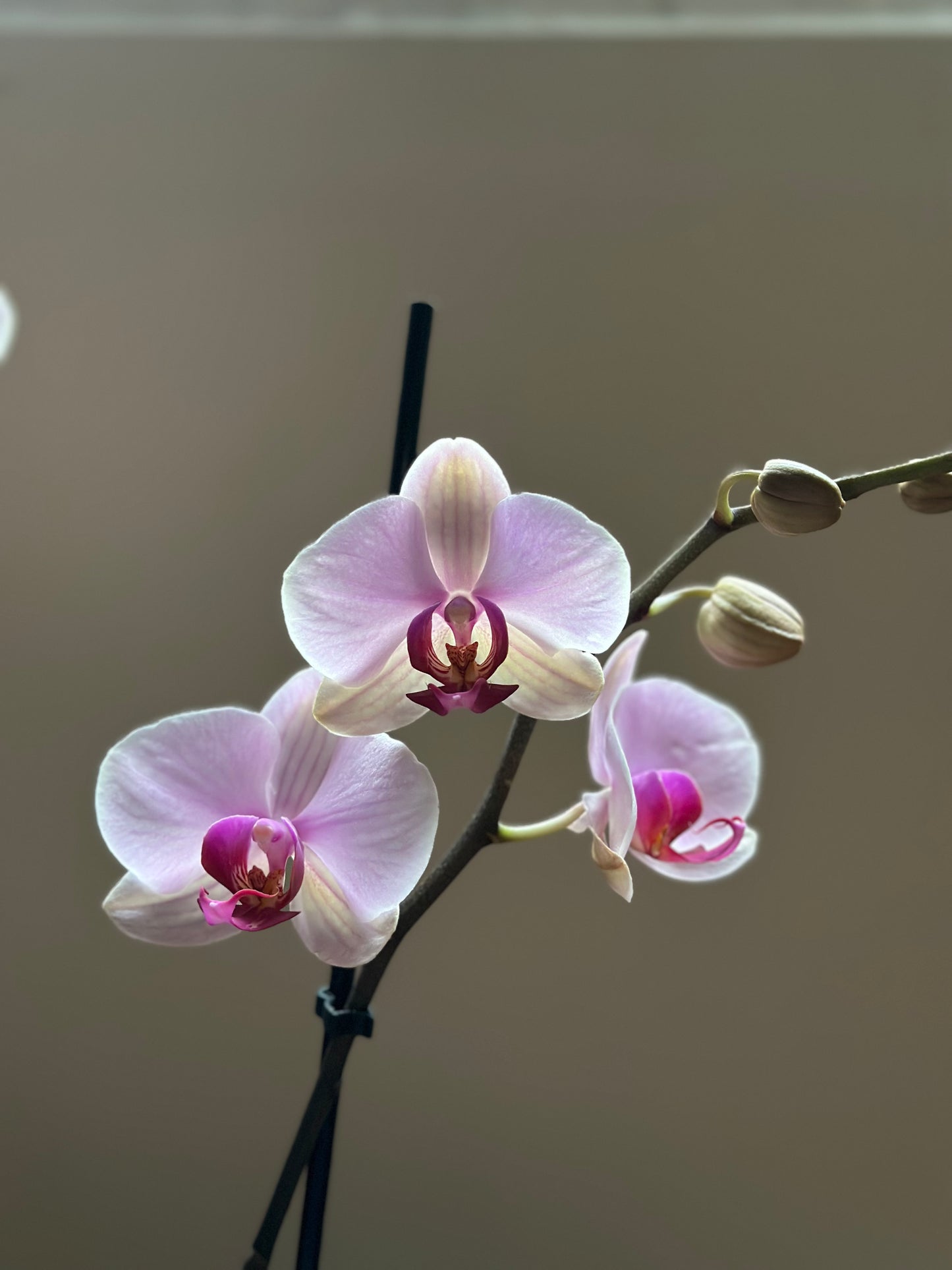 Orquídea Grande Cushion