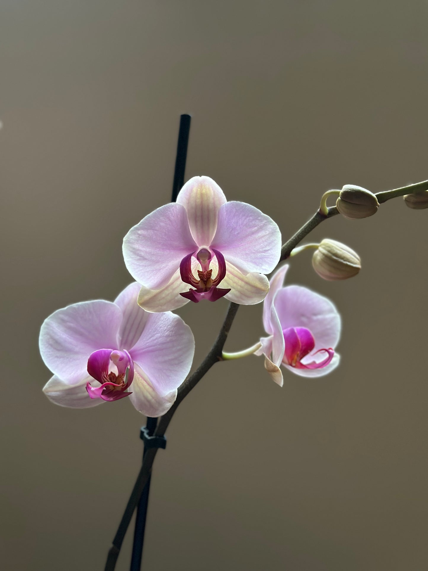 Orquídea Grande Cushion