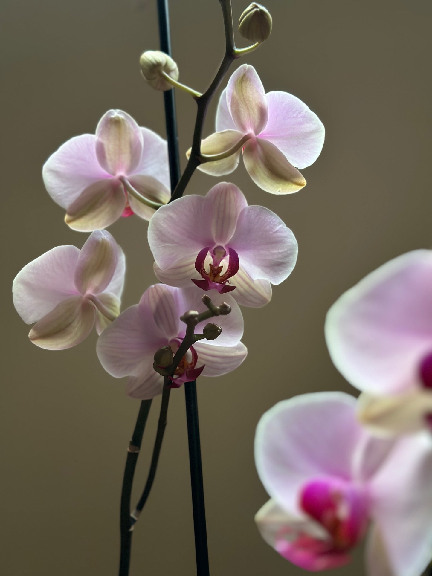 Orquídea Grande Cushion