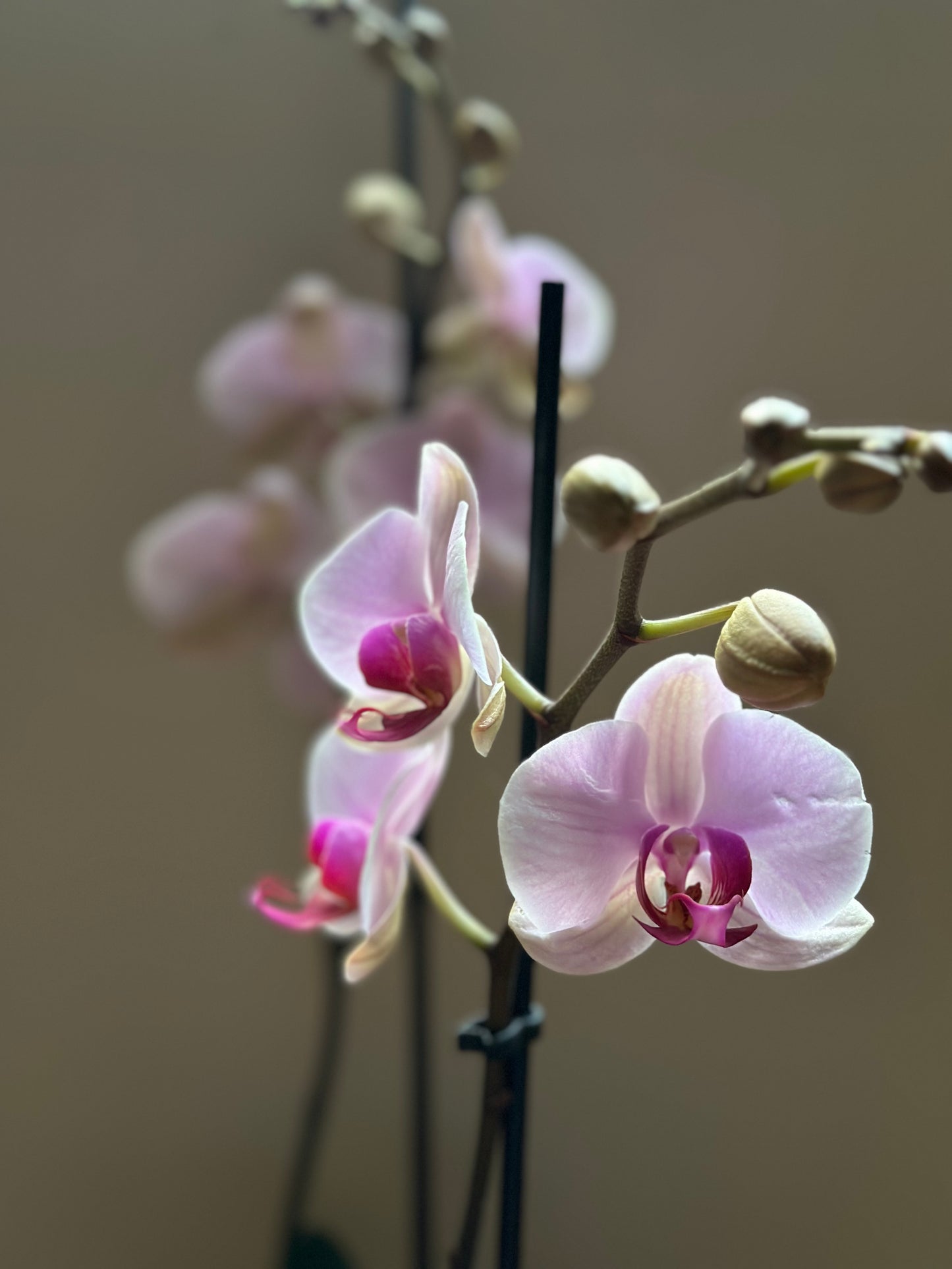 Orquídea Grande Cushion