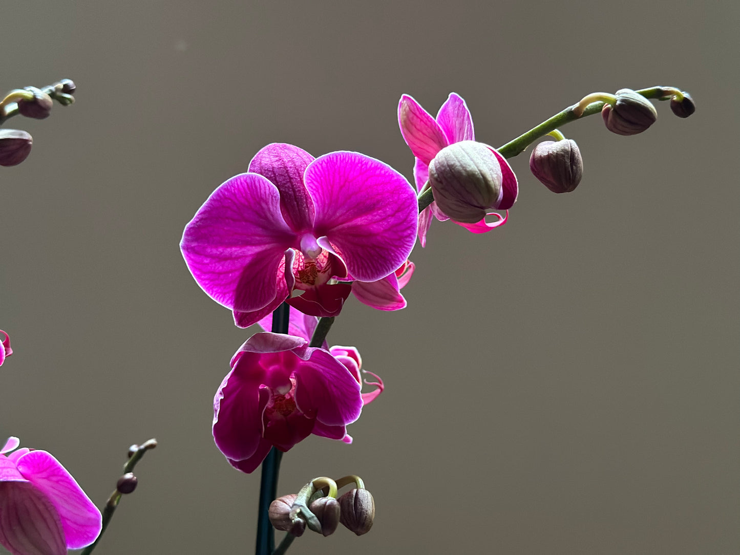 Orquídea Grande Freeride