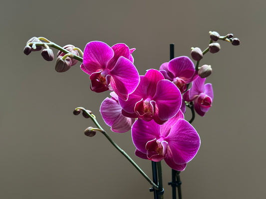 Orquídea Grande Freeride