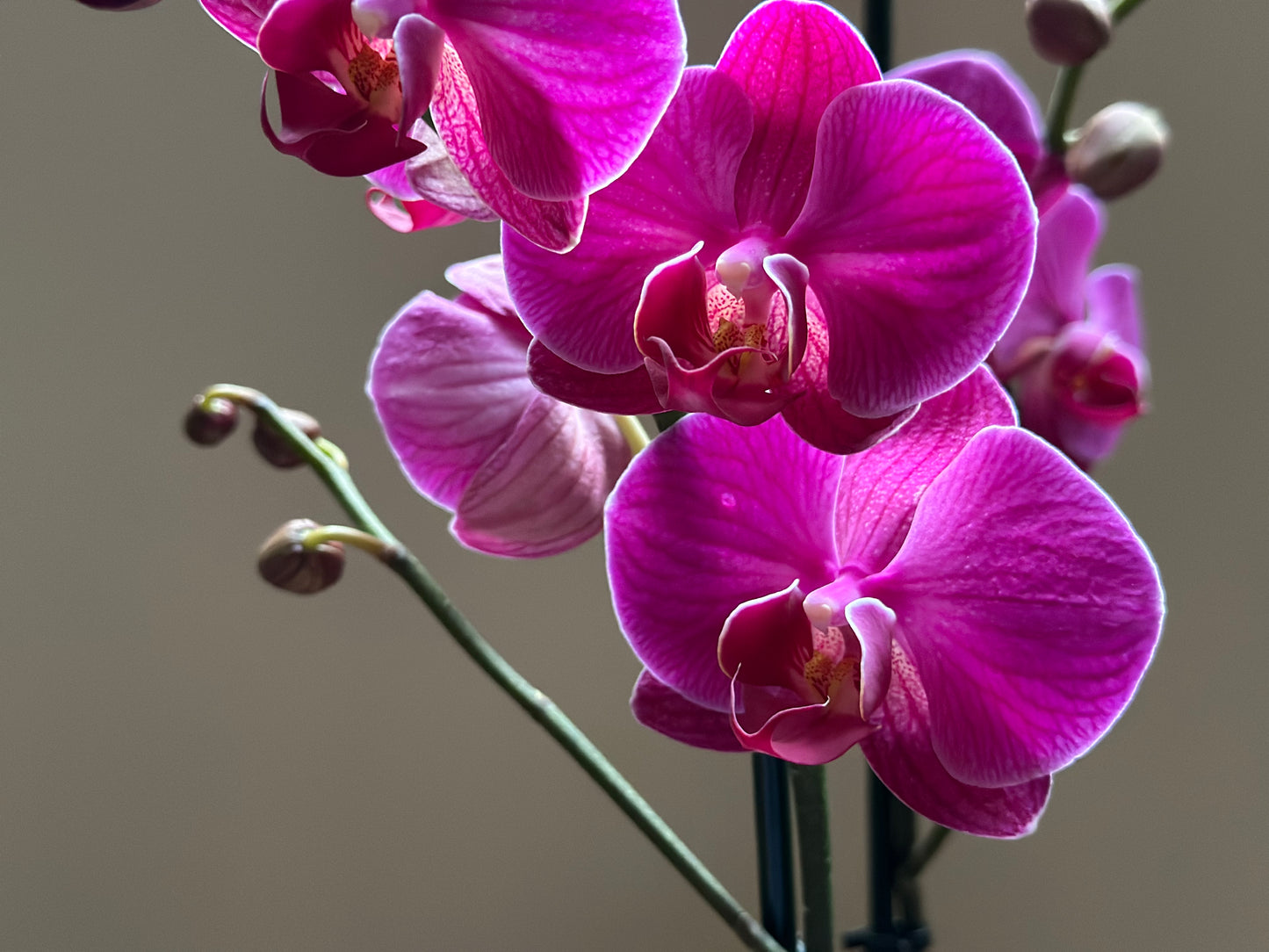 Orquídea Grande Freeride