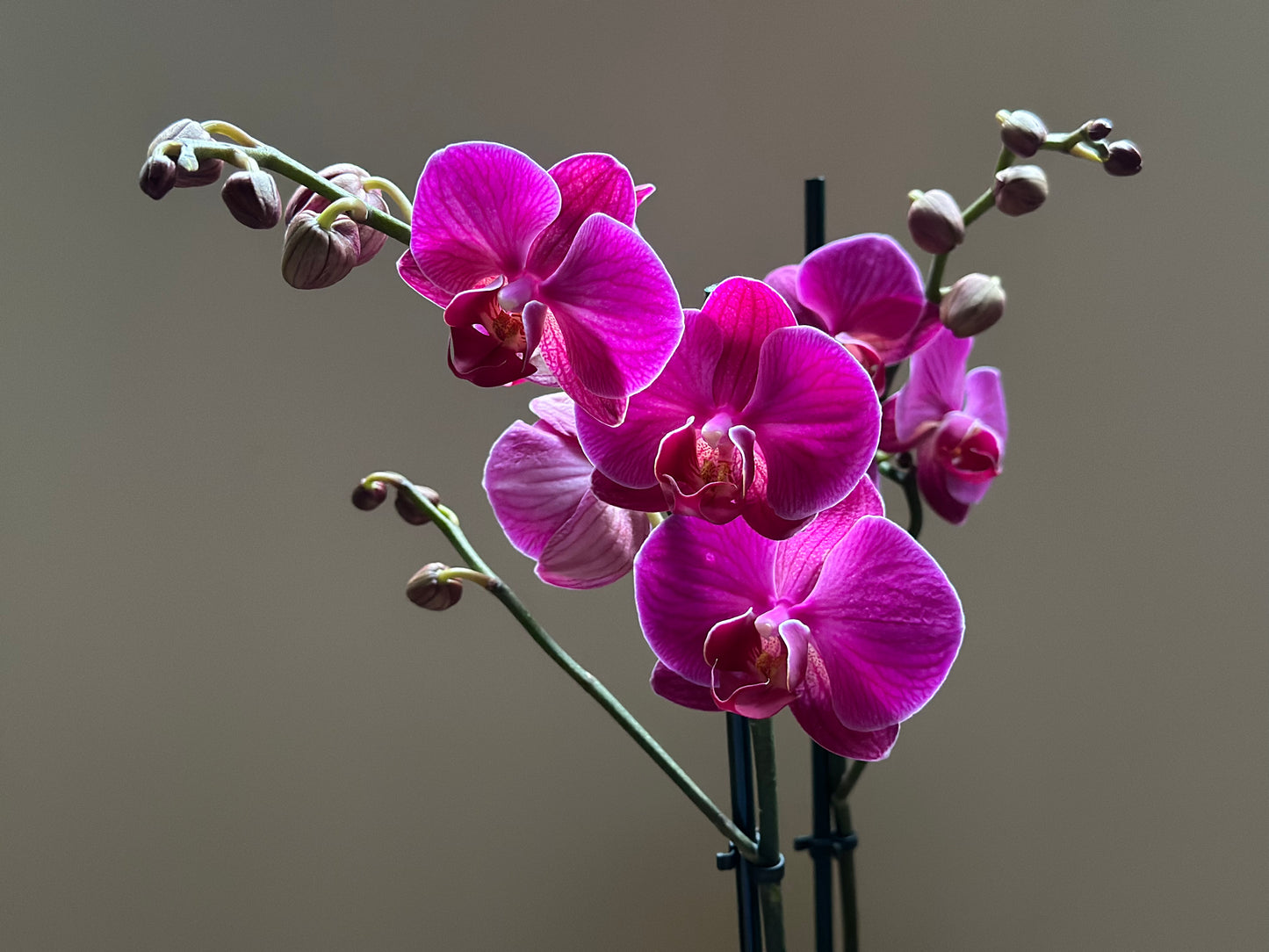 Orquídea Grande Freeride