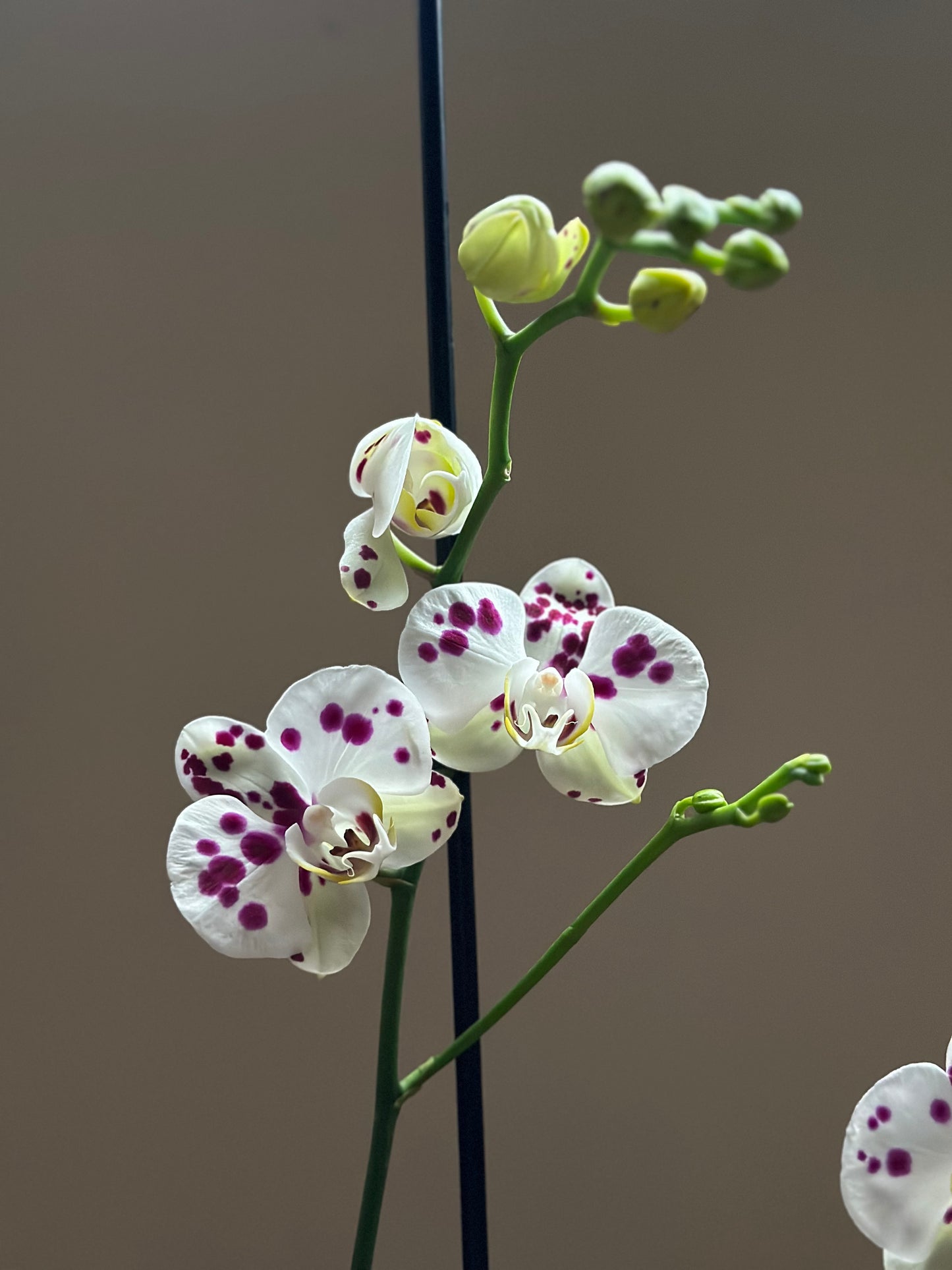 Orquídea Grande Kellion