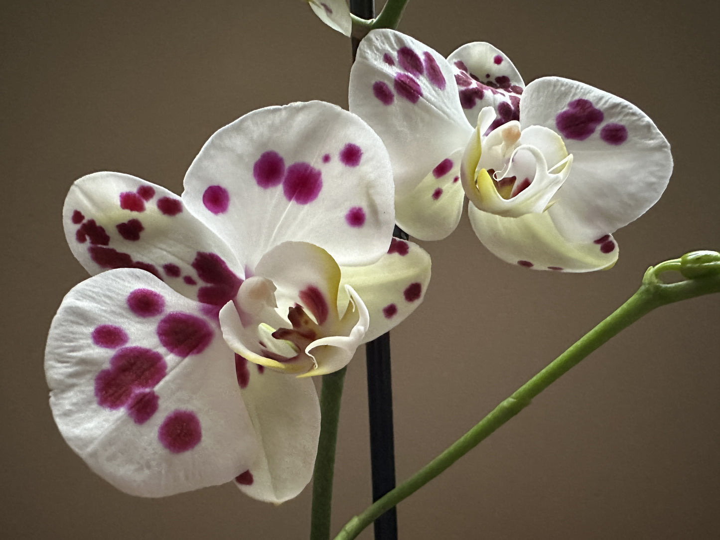 Orquídea Grande Kellion