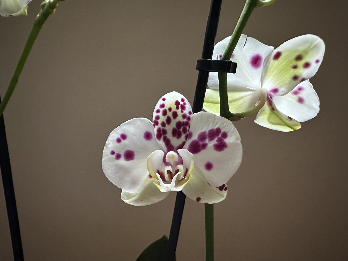 Orquídea Grande Kellion