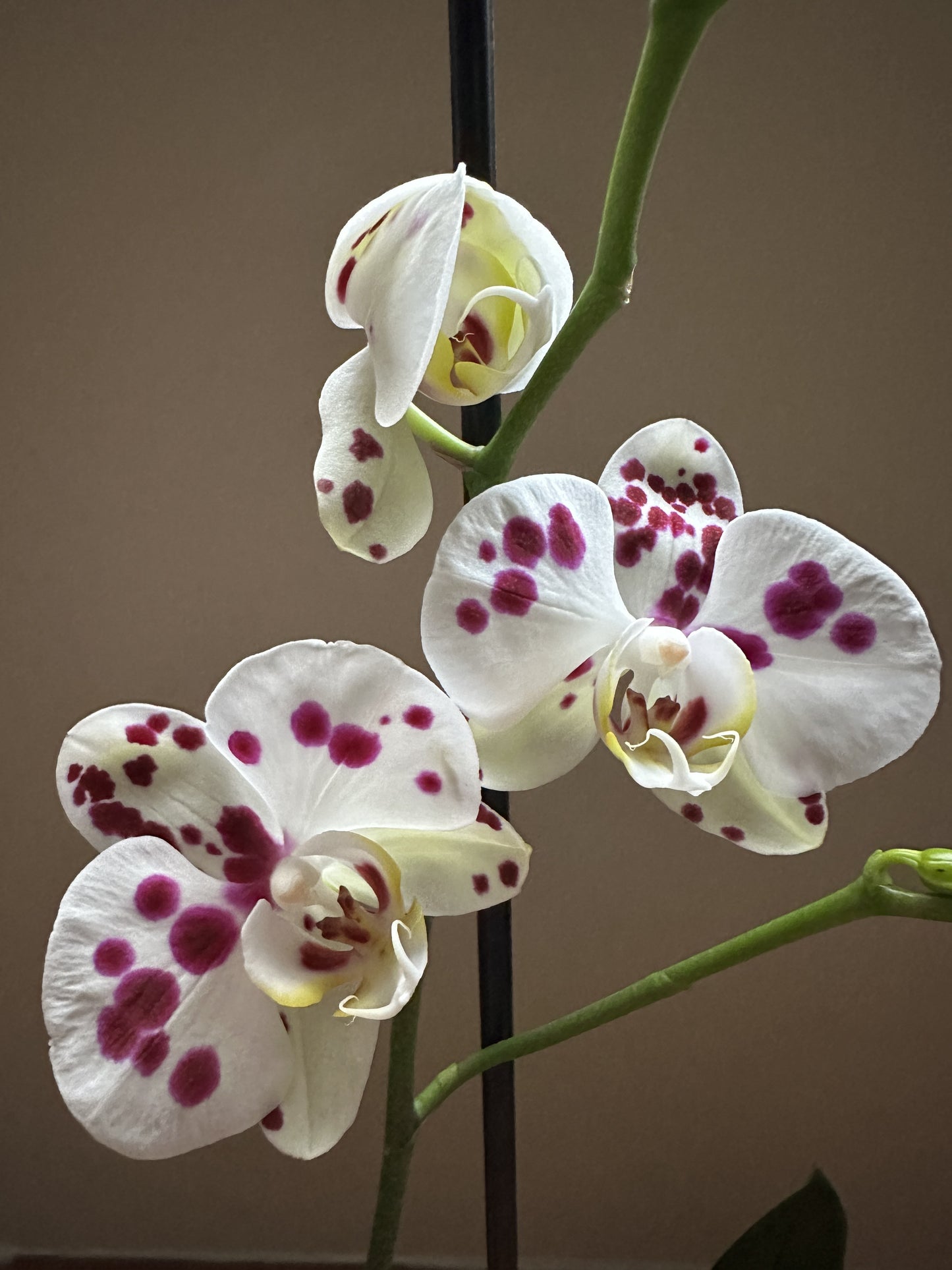 Orquídea Grande Kellion