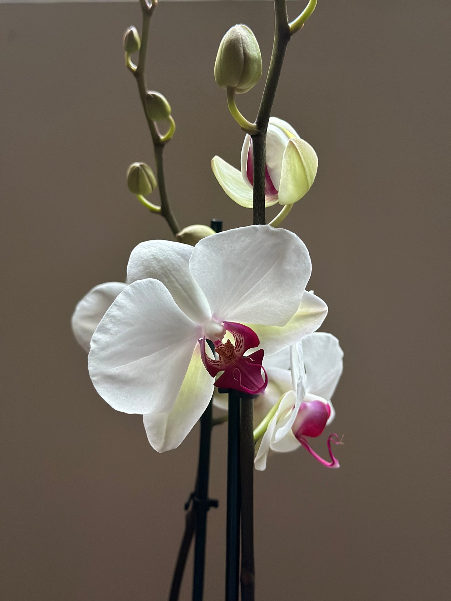 Orquídea Grande Red Eye