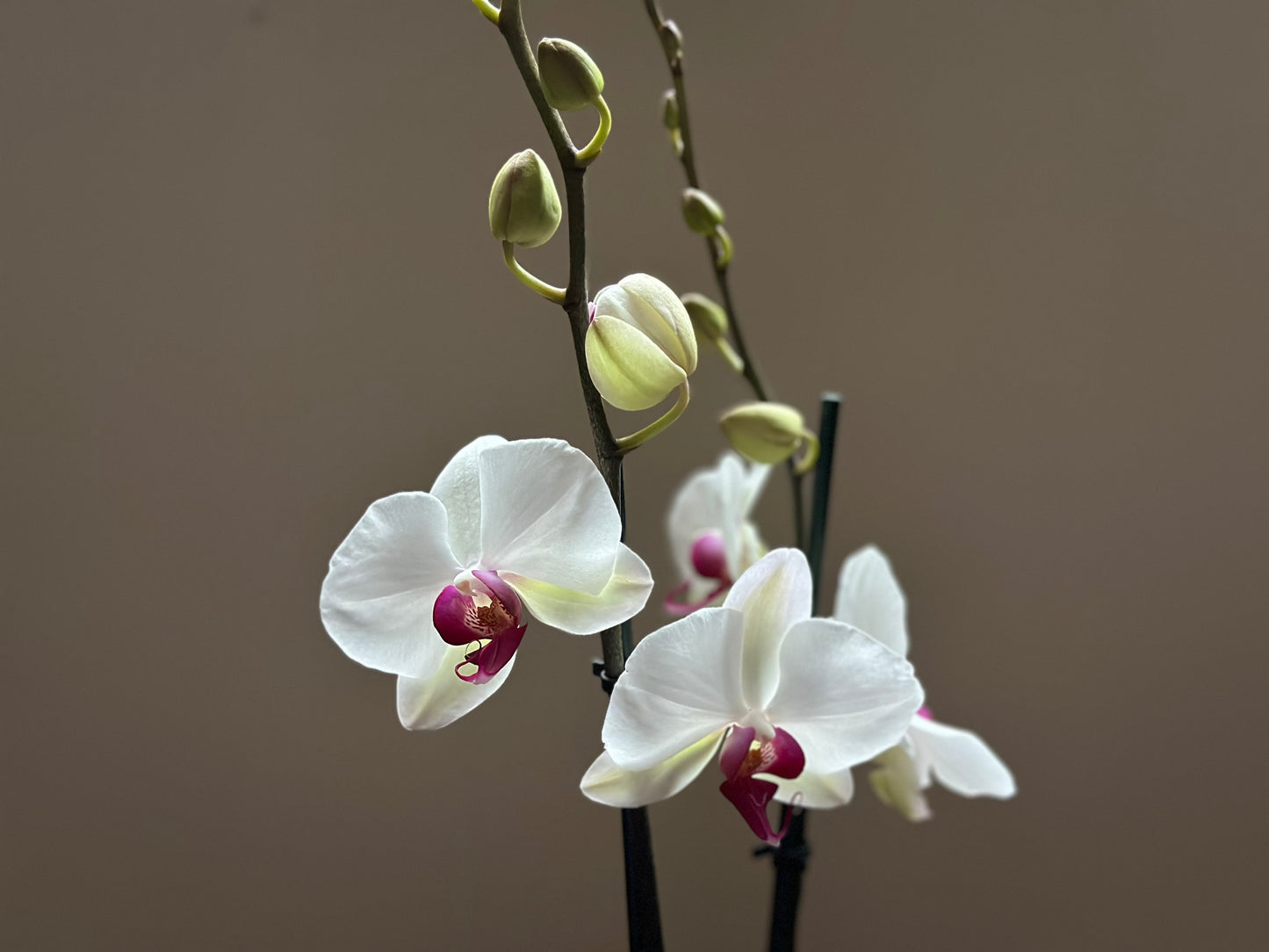 Orquídea Grande Red Eye