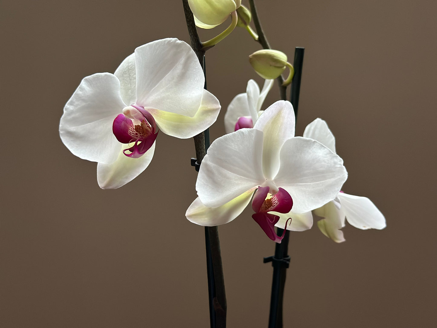 Orquídea Grande Red Eye