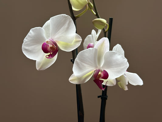 Orquídea Grande Red Eye