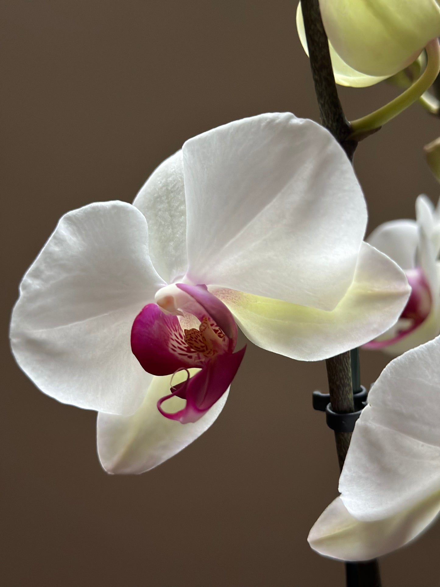 Orquídea Grande Red Eye