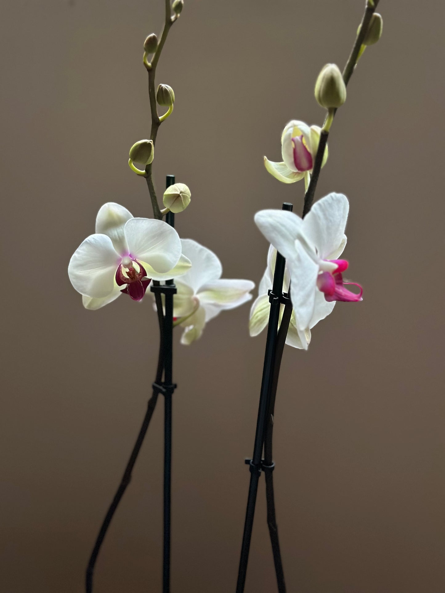 Orquídea Grande Red Eye