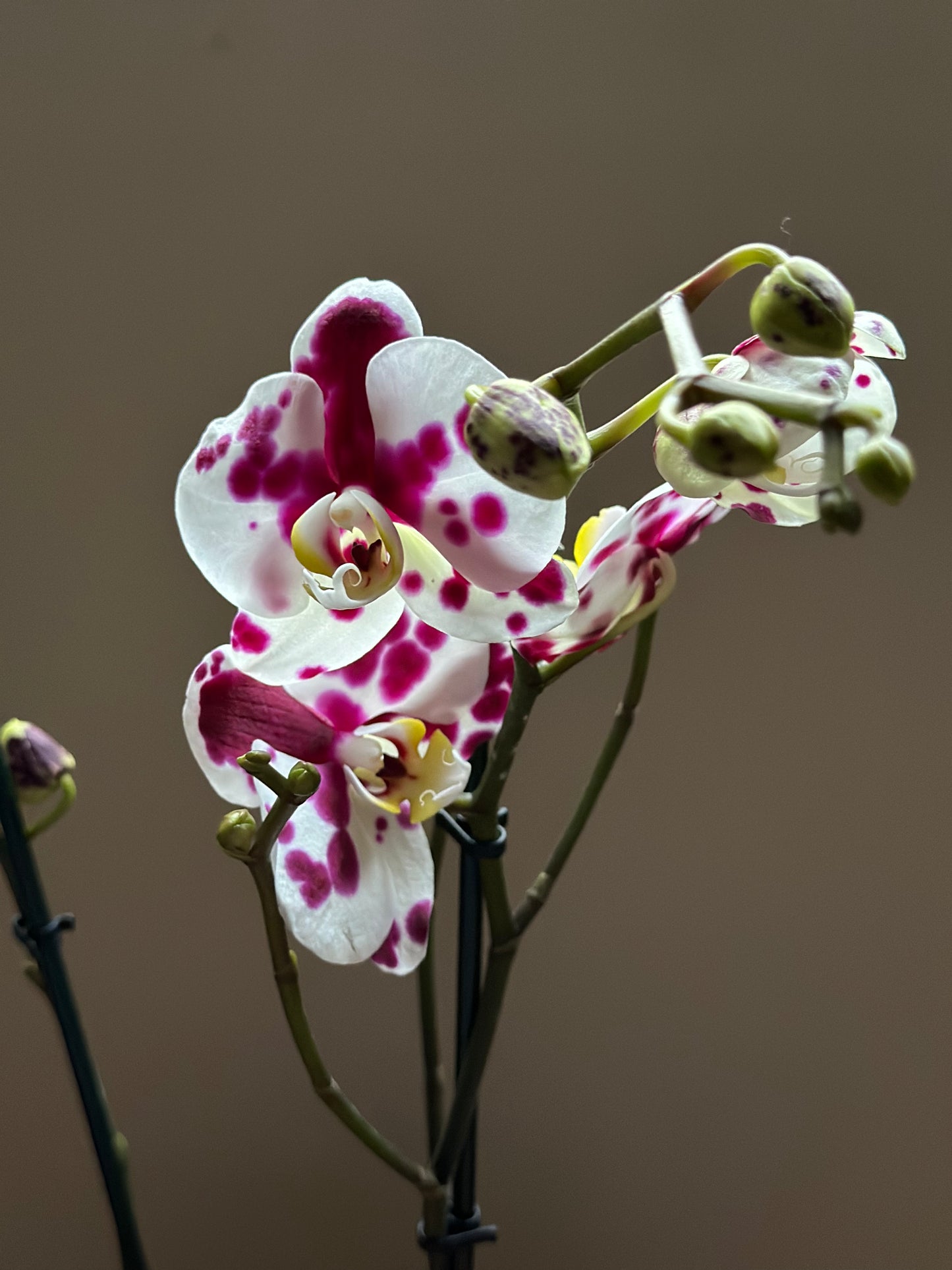 Orquídea Grande Black Magic