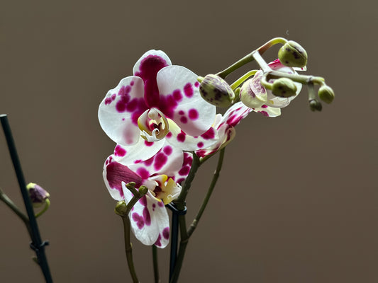 Orquídea Grande Black Magic