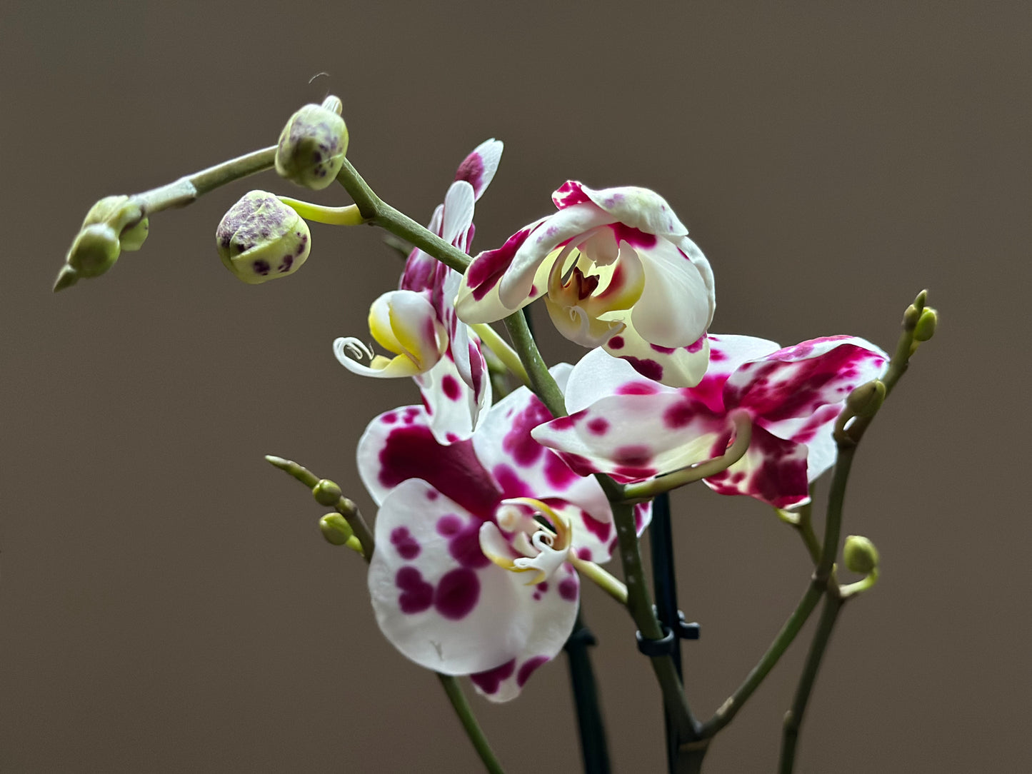 Orquídea Grande Black Magic