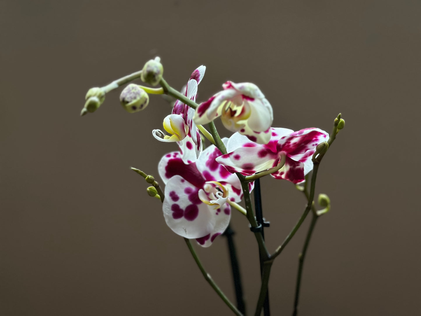Orquídea Grande Black Magic