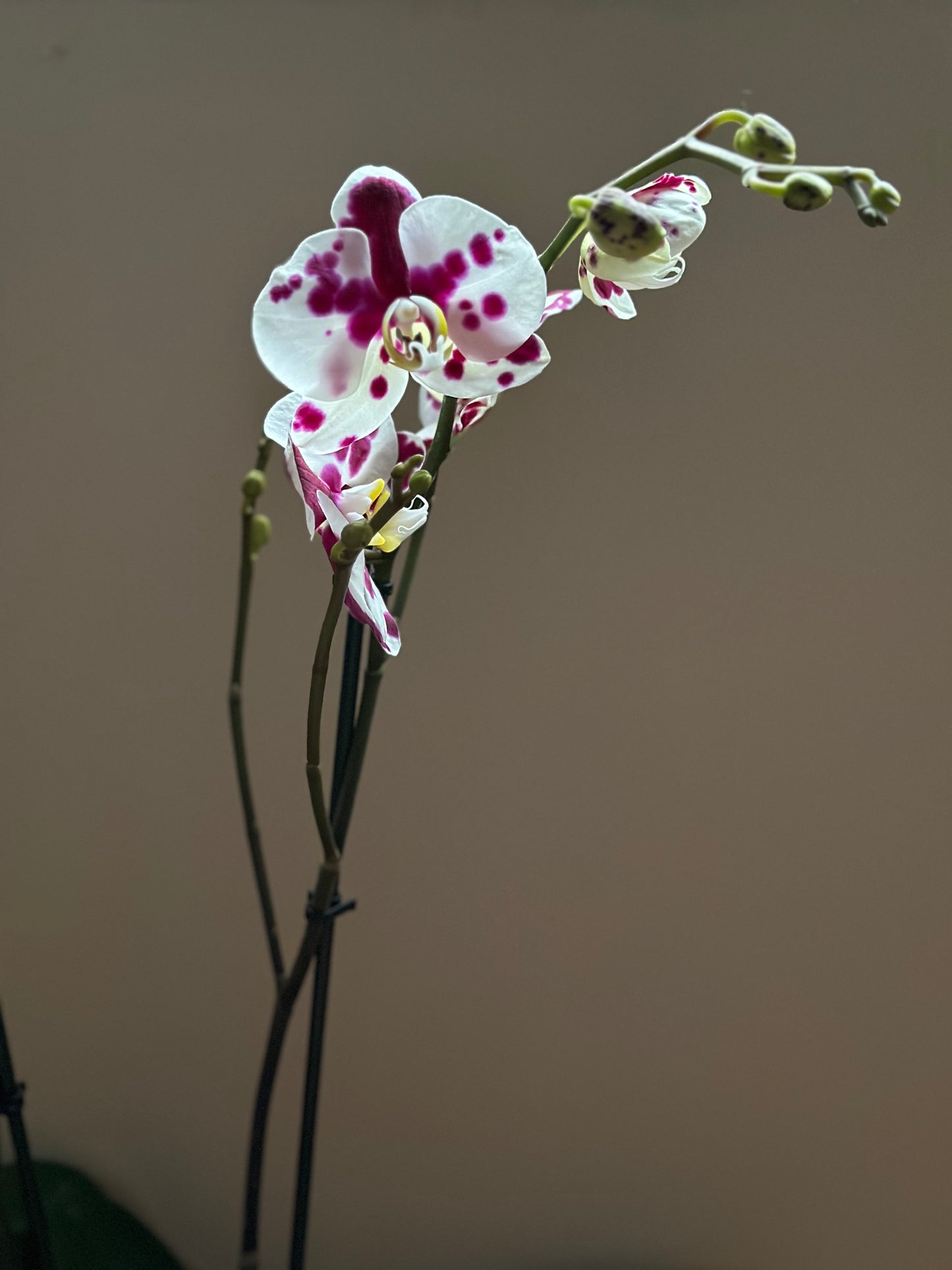 Orquídea Grande Black Magic