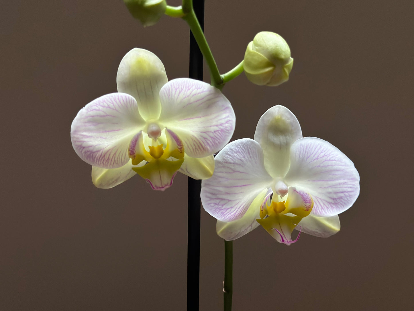 Orquídea Grande Razzle Dazzle