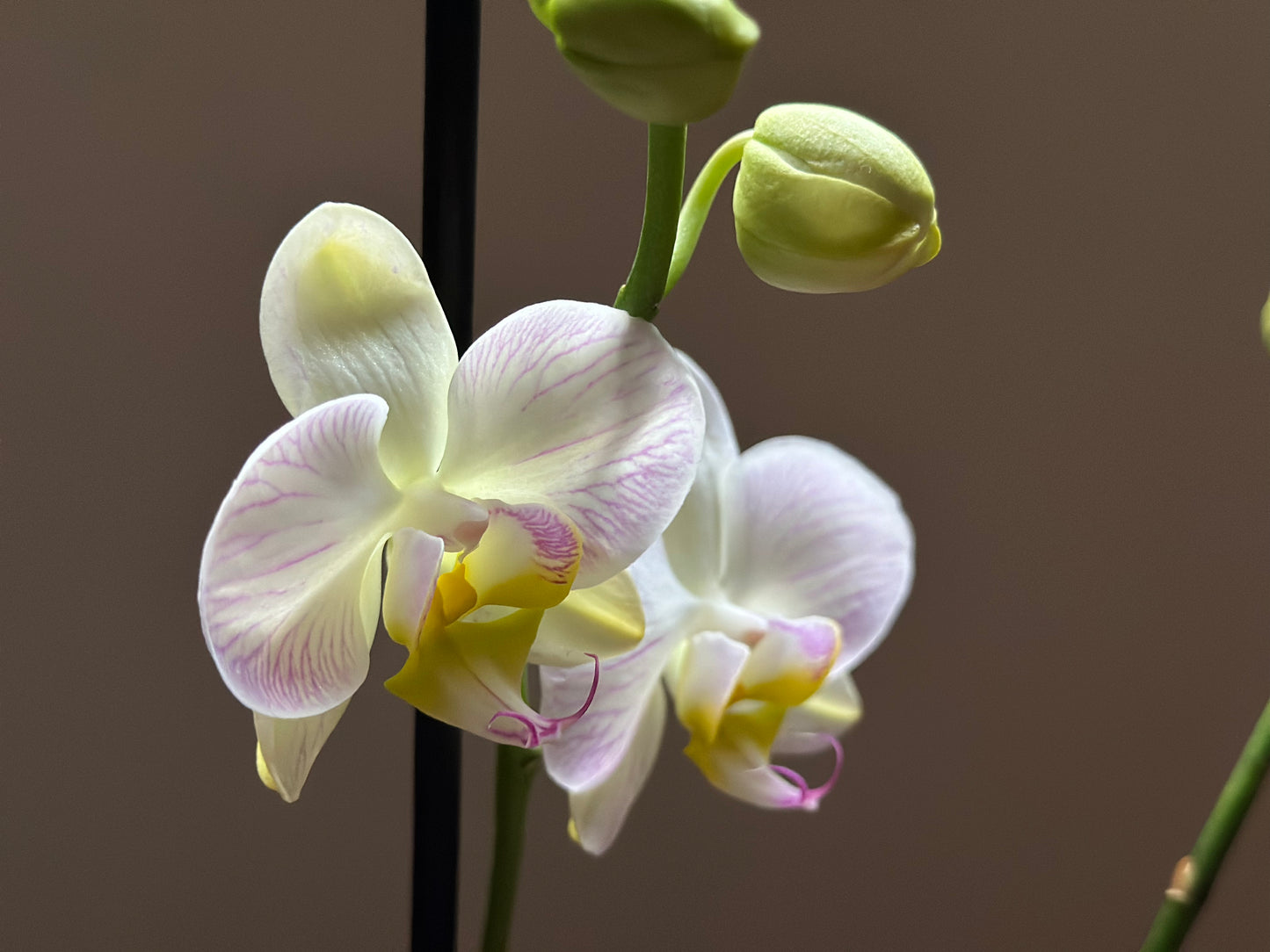 Orquídea Grande Razzle Dazzle