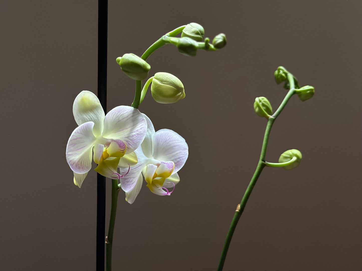 Orquídea Grande Razzle Dazzle