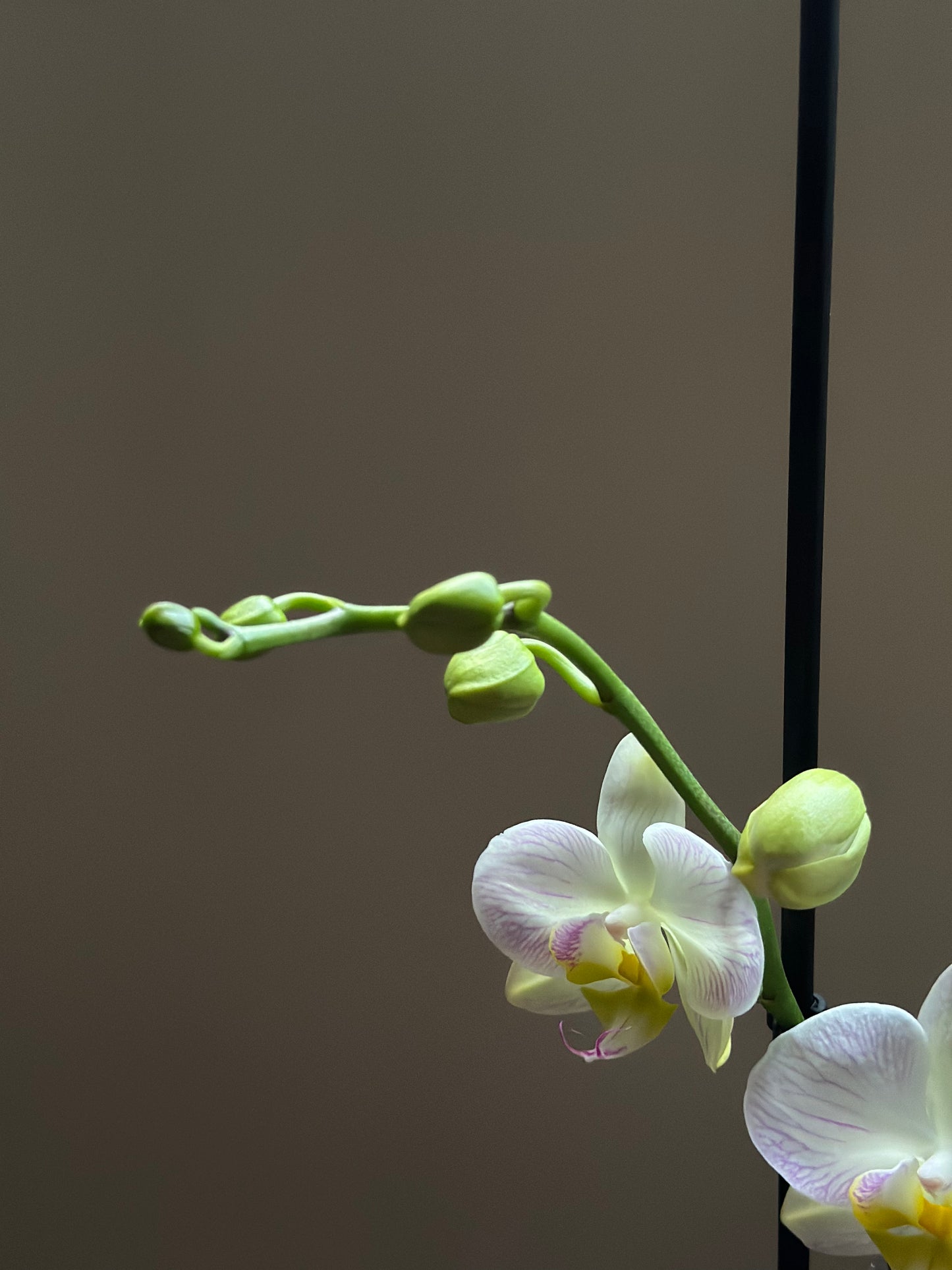 Orquídea Grande Razzle Dazzle