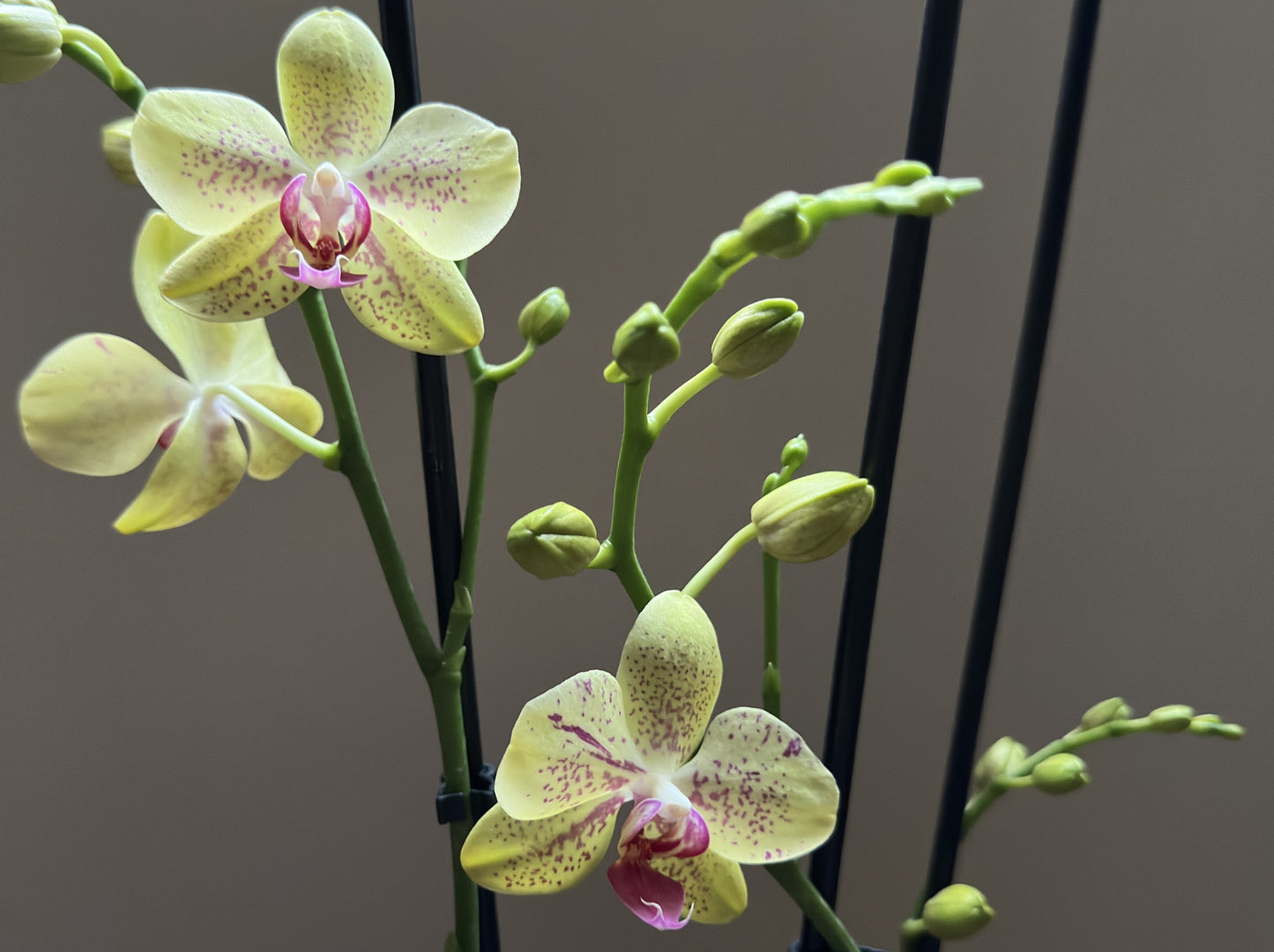 Orquídea Grande Florida Sun