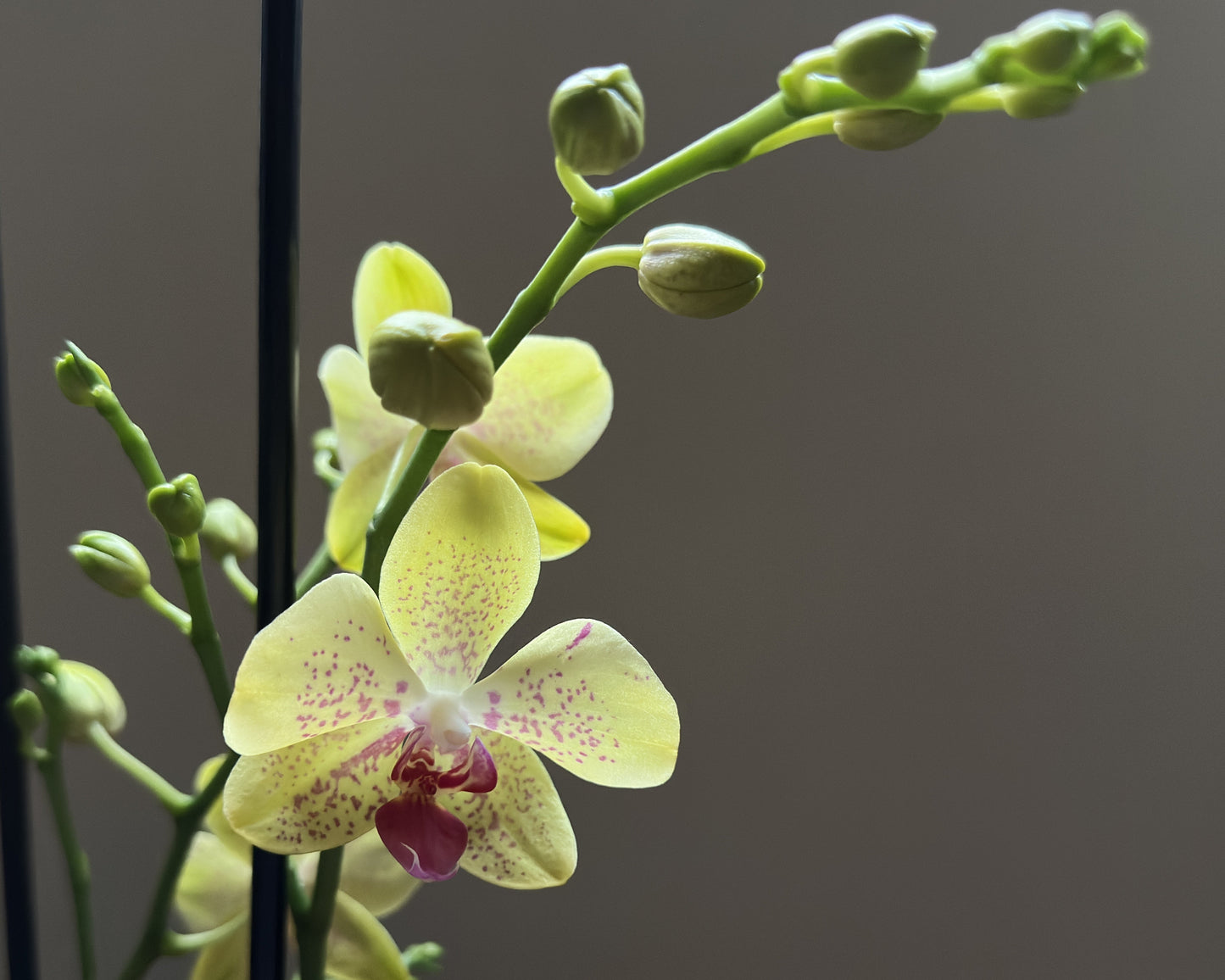 Orquídea Grande Florida Sun