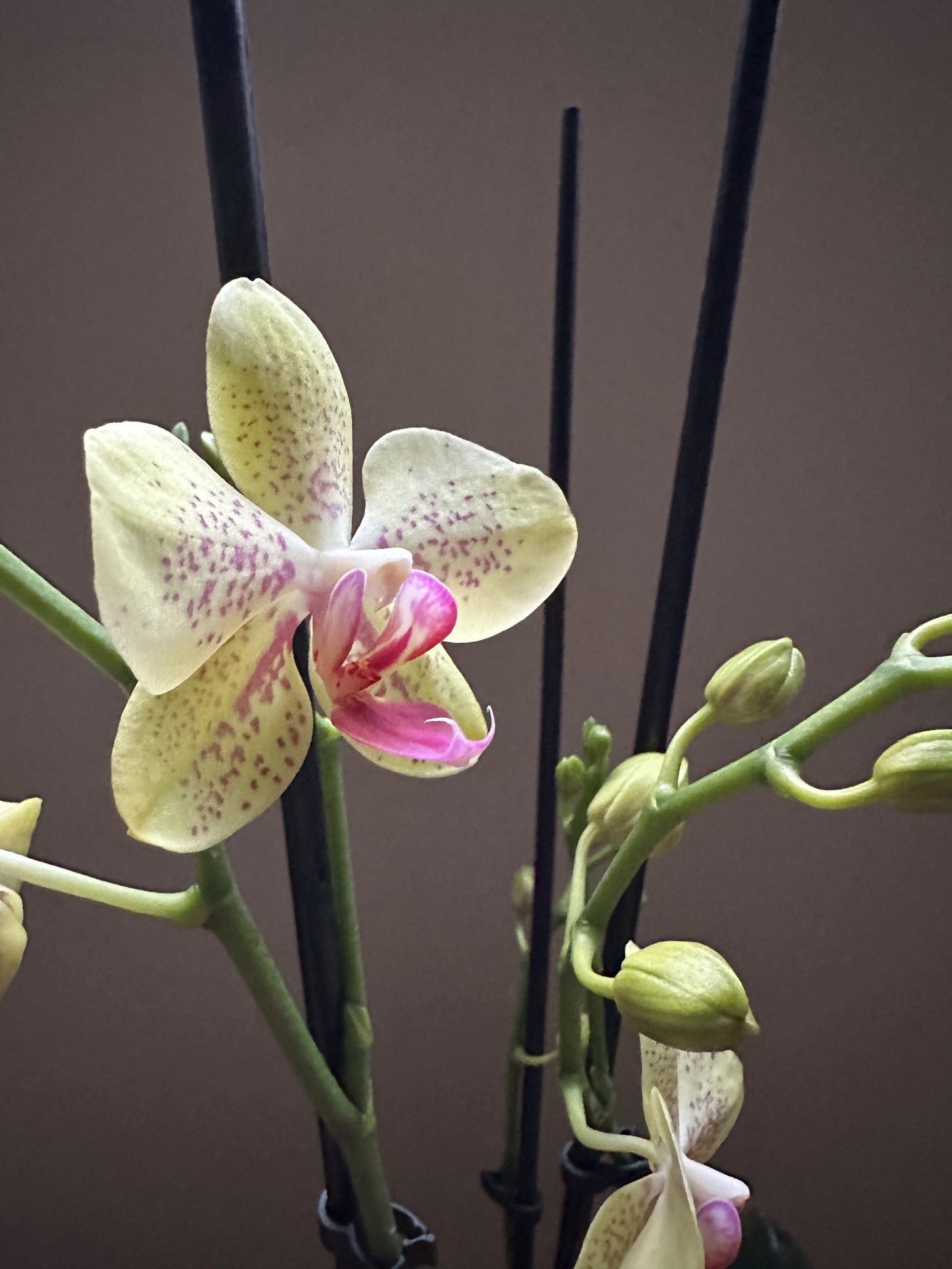 Orquídea Grande Florida Sun