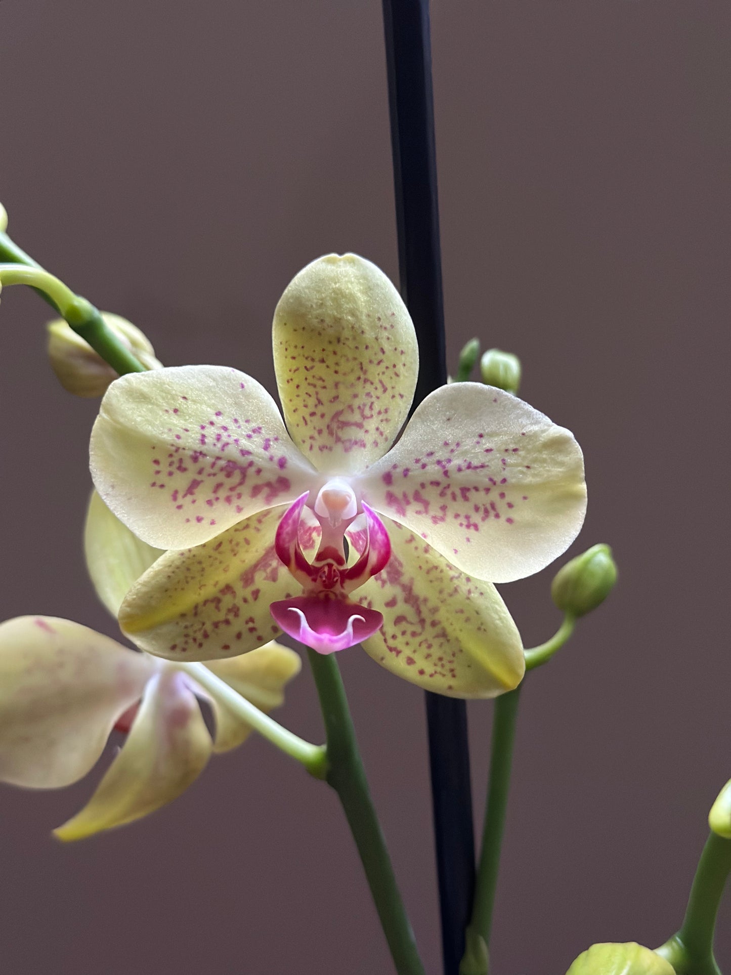 Orquídea Grande Florida Sun