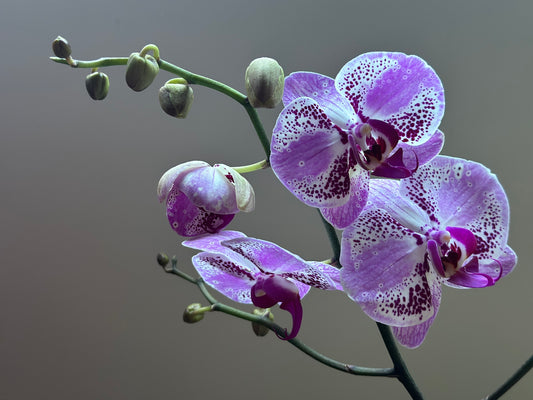 Orquídea Grande Strawberry