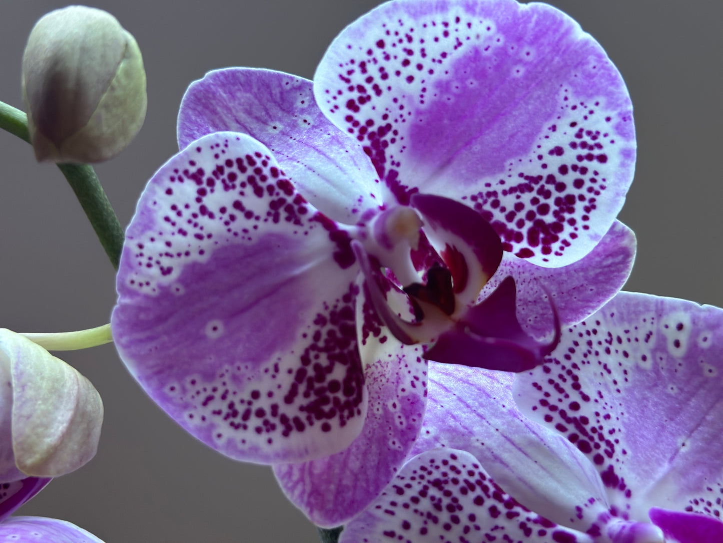 Orquídea Grande Strawberry