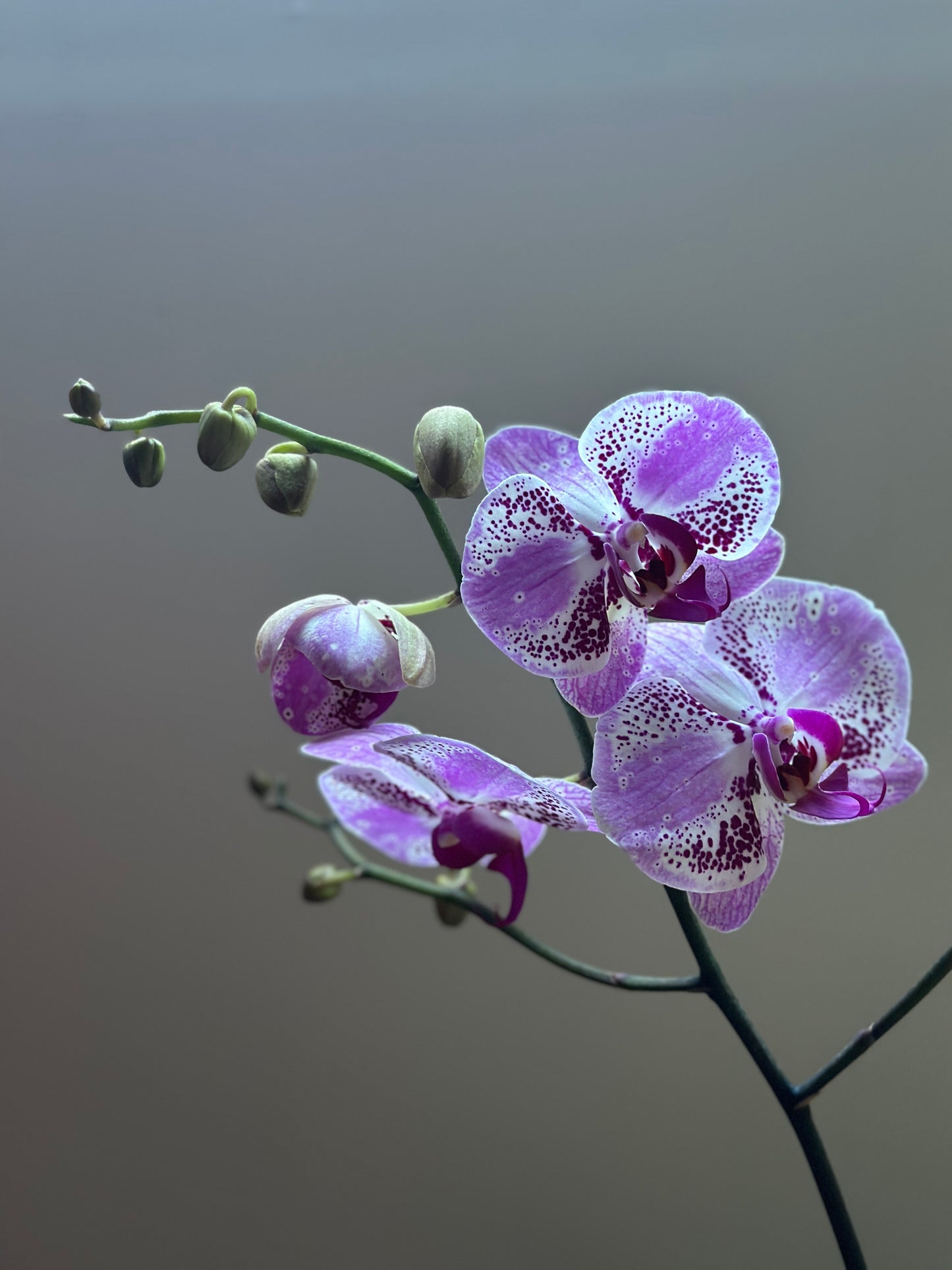 Orquídea Grande Strawberry