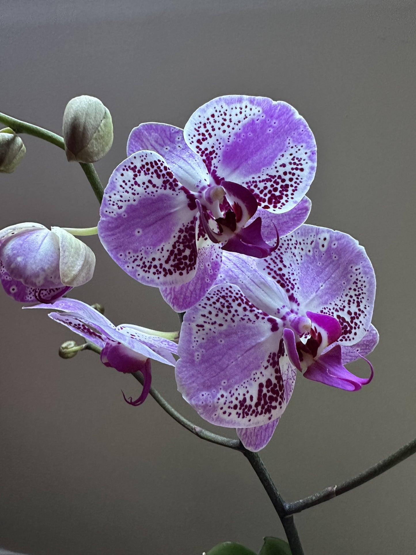 Orquídea Grande Strawberry