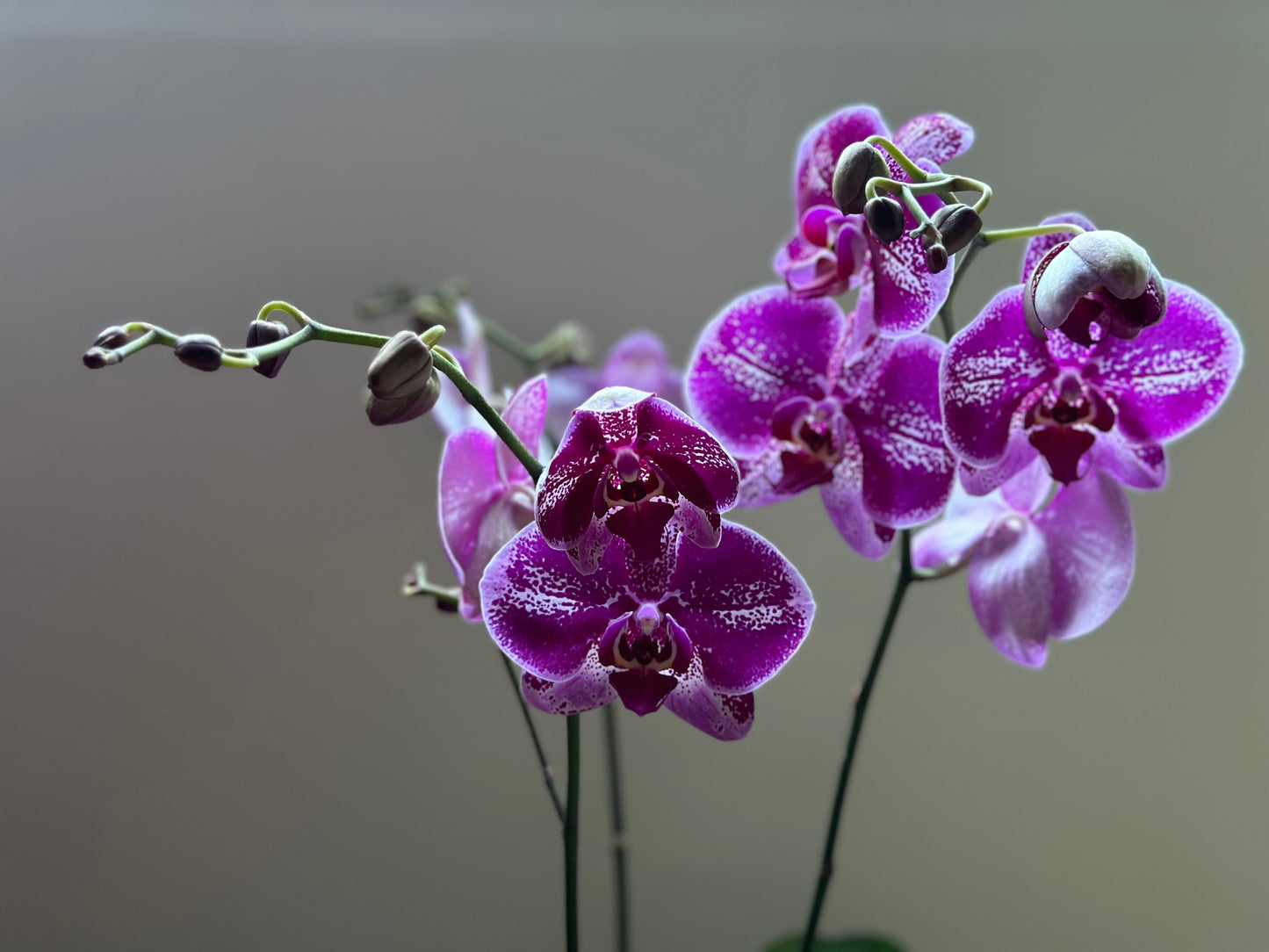 Orquídea Grande Bohemian