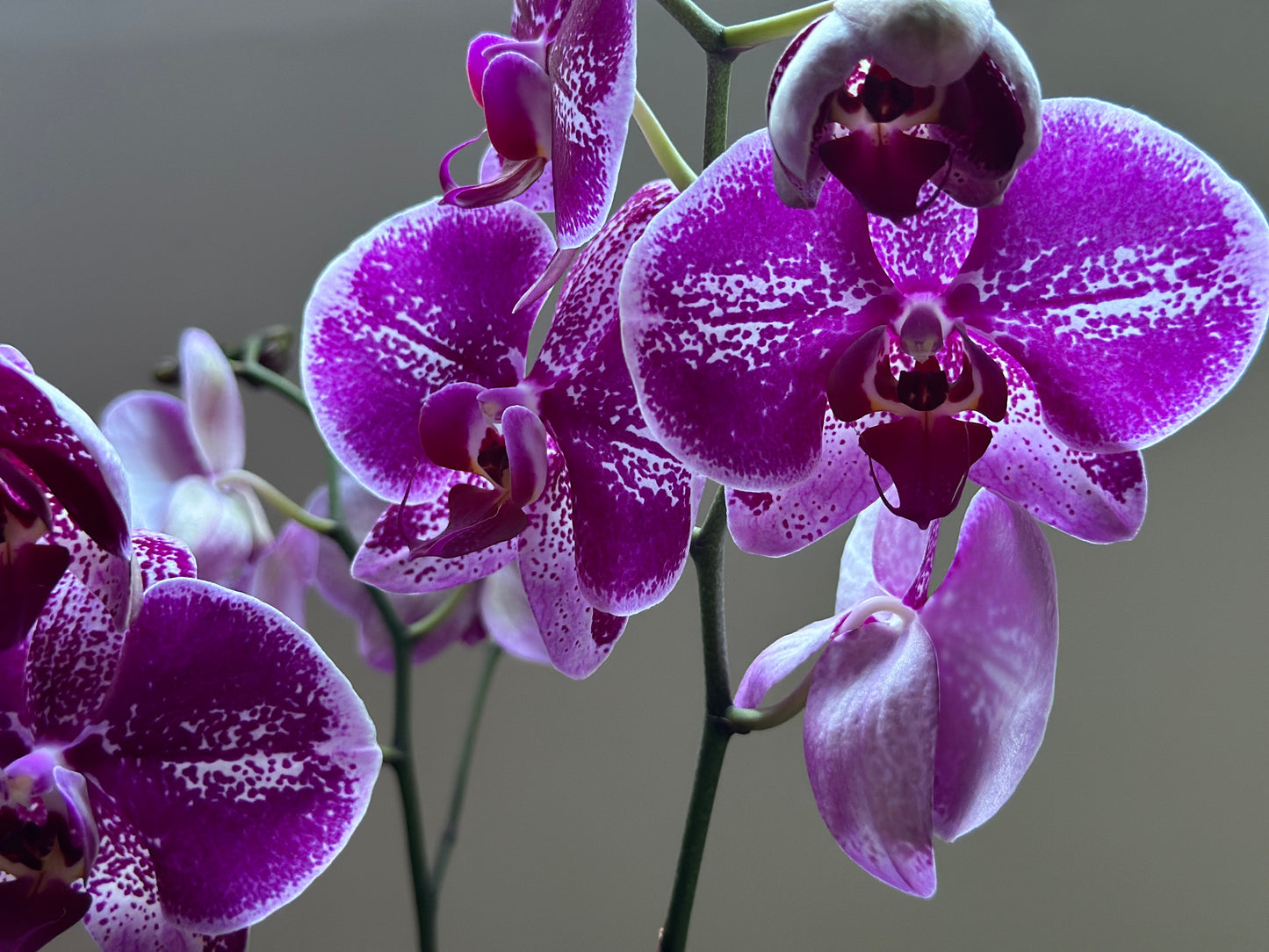 Orquídea Grande Bohemian