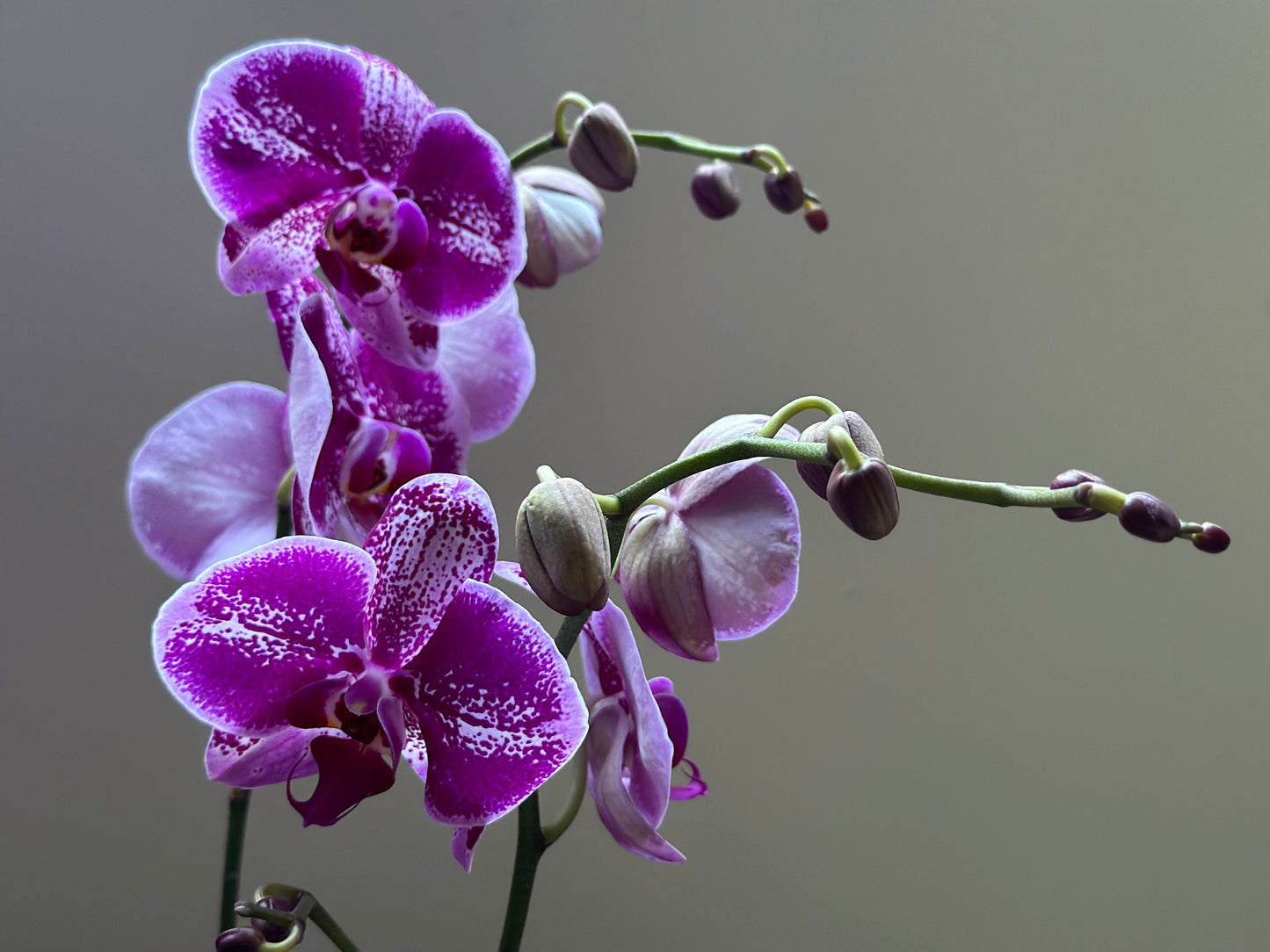Orquídea Grande Bohemian