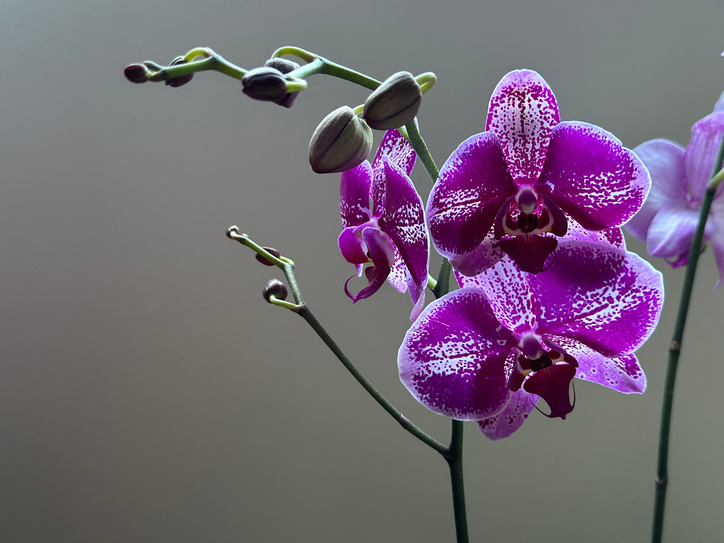 Orquídea Grande Bohemian