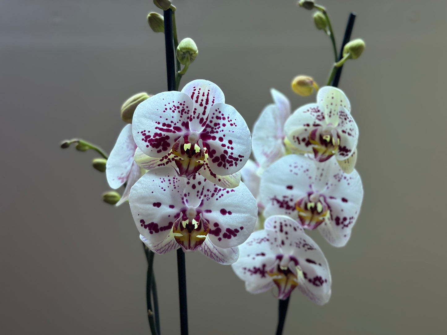 Orquídea Grande Sorrento