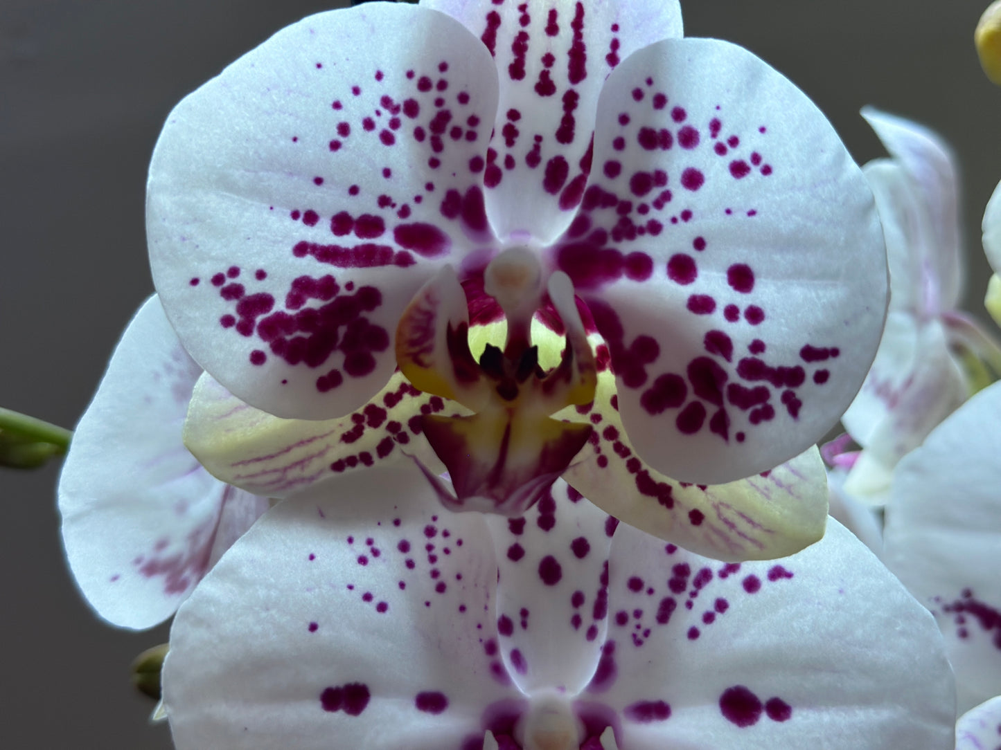 Orquídea Grande Sorrento