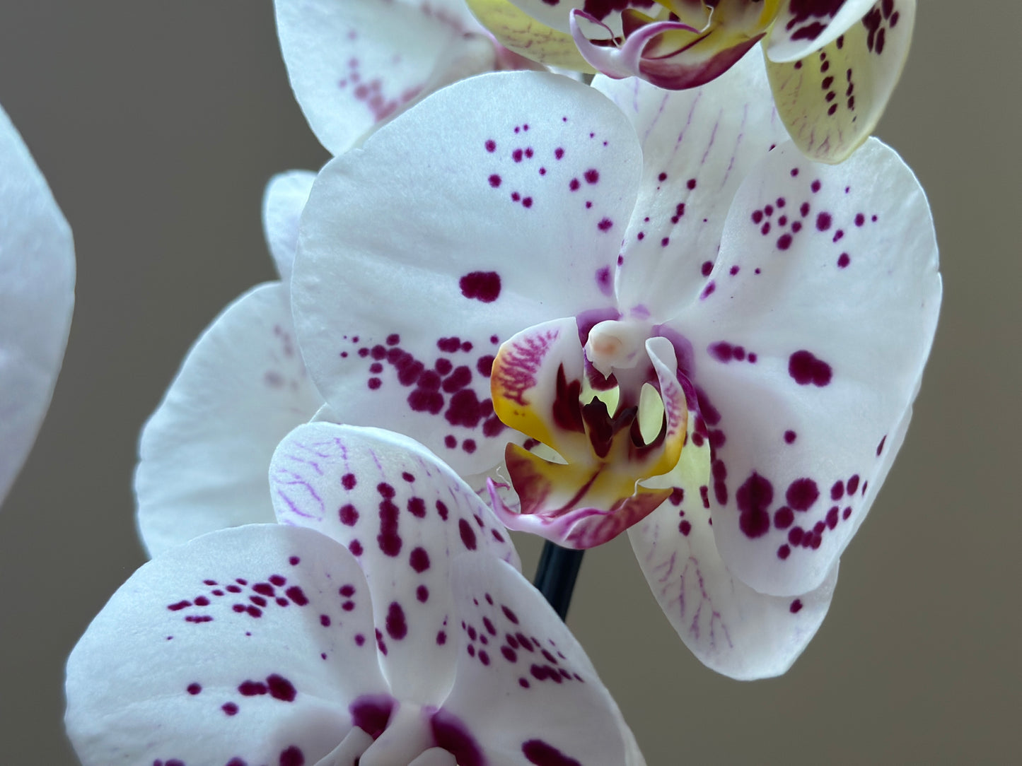 Orquídea Grande Sorrento